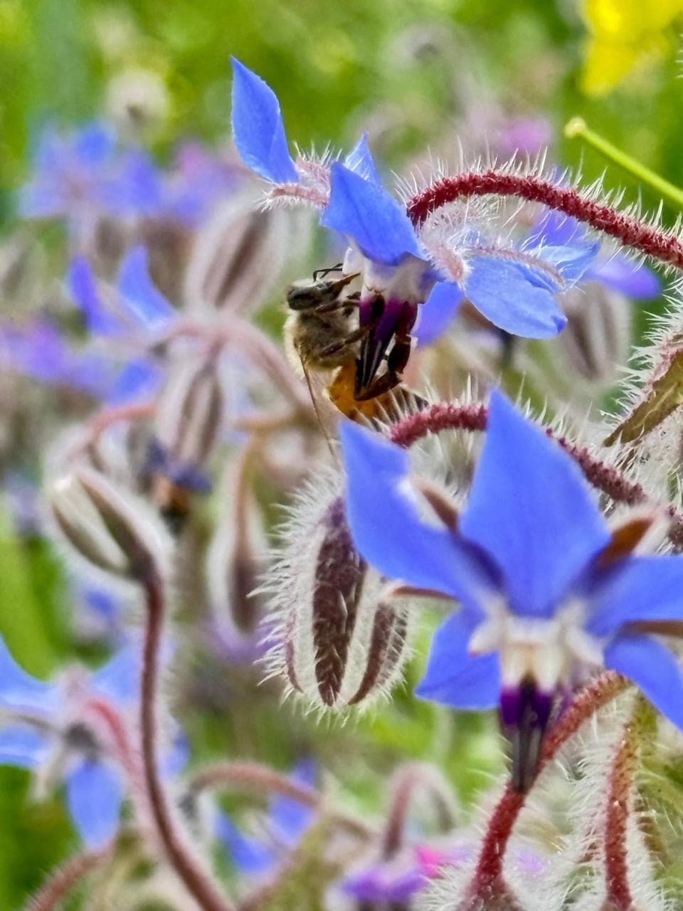 A honeybee on a borage flower