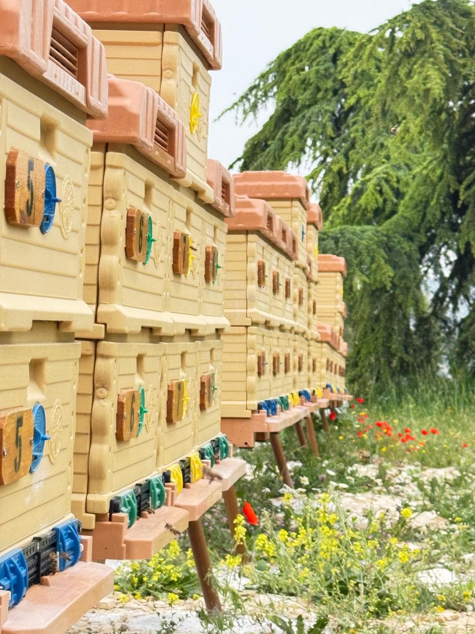 Our beehives