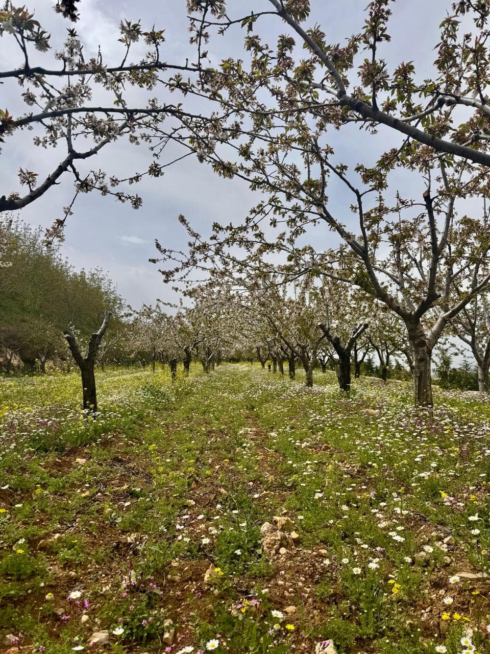 Cherry orchard in bloom