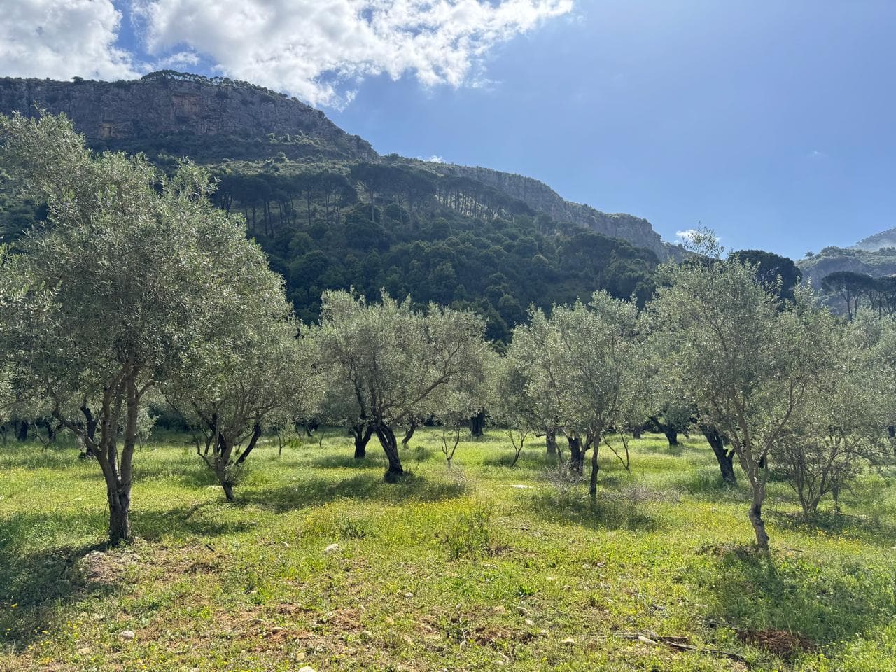 Olive grove